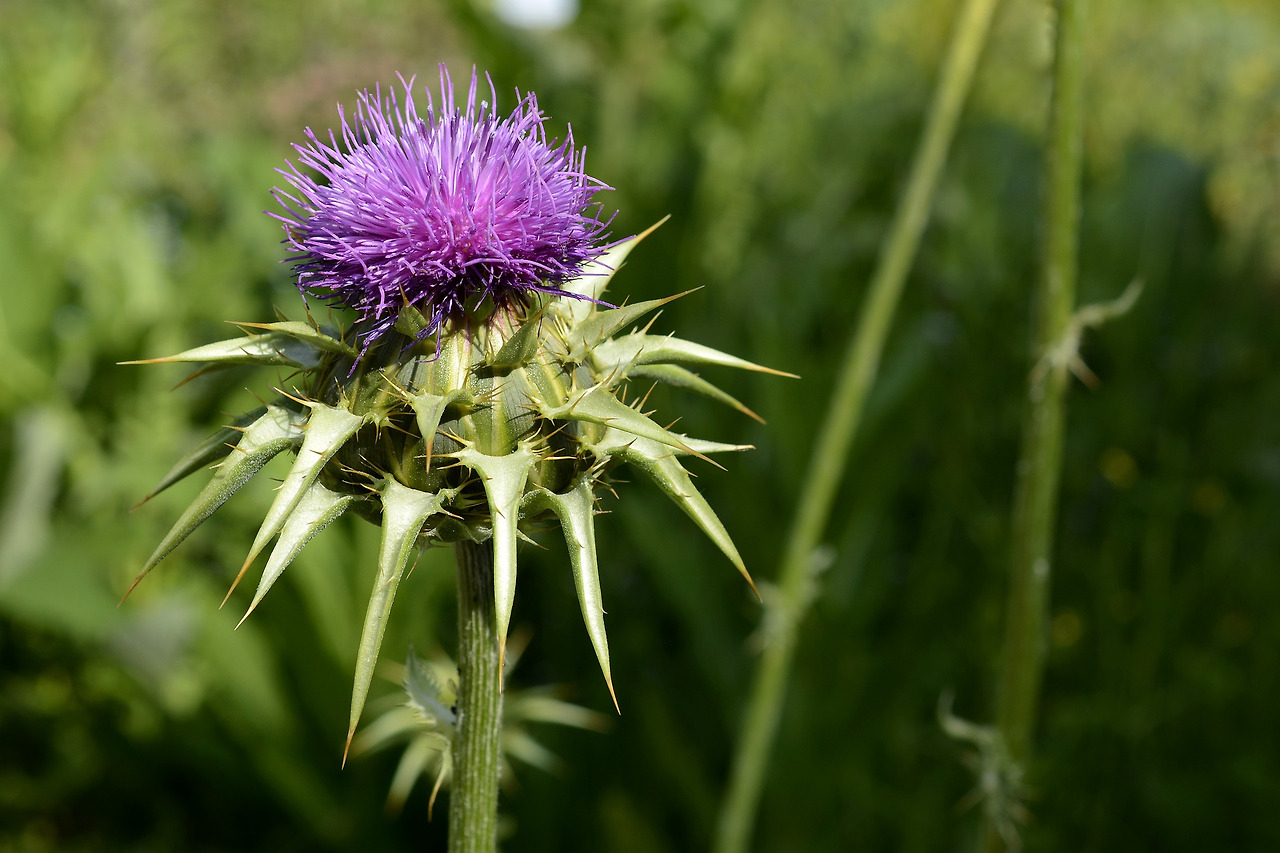 pickled-thistle-2383849_1920.jpg
