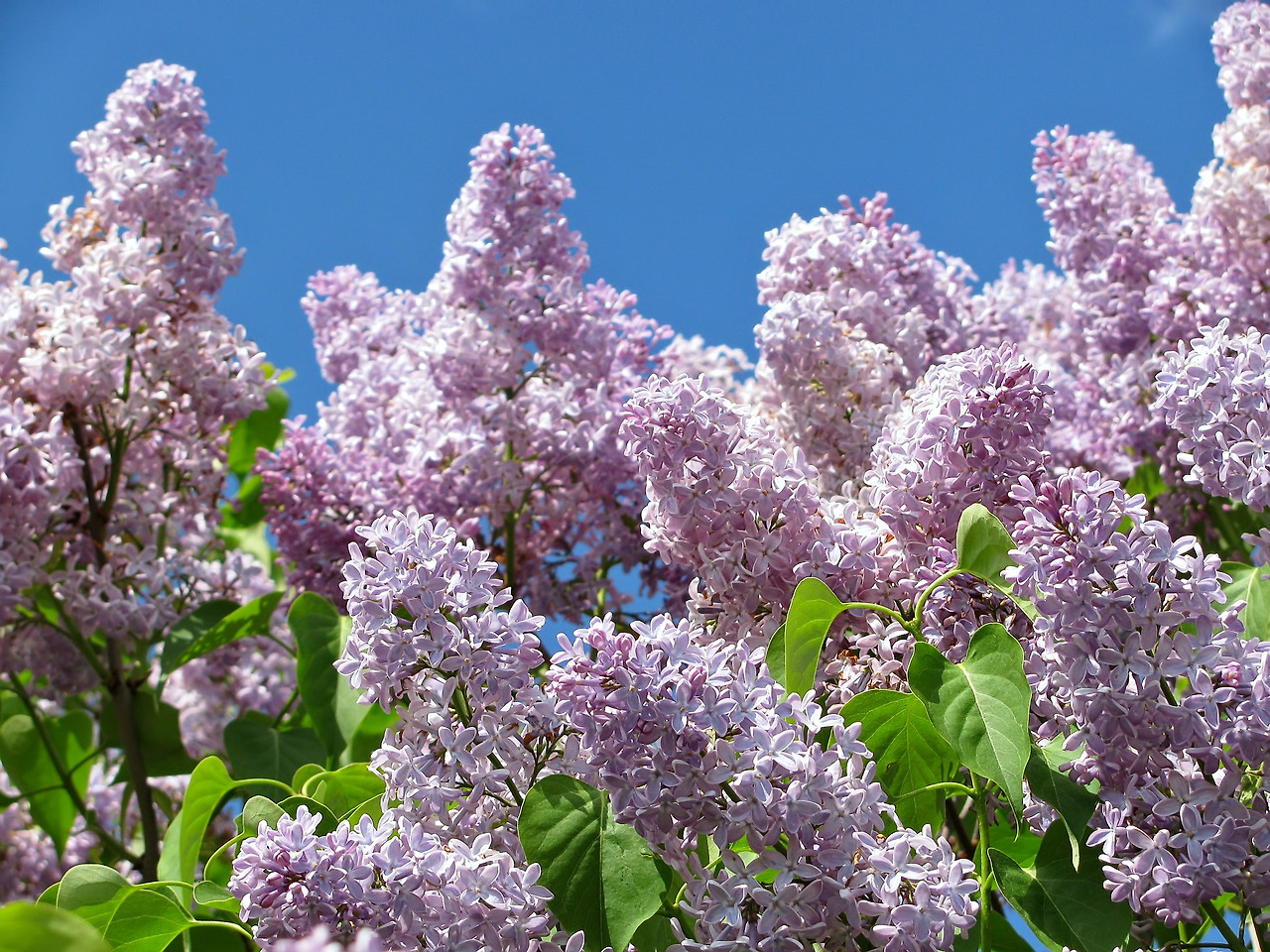 lilac-370681_1920.jpg