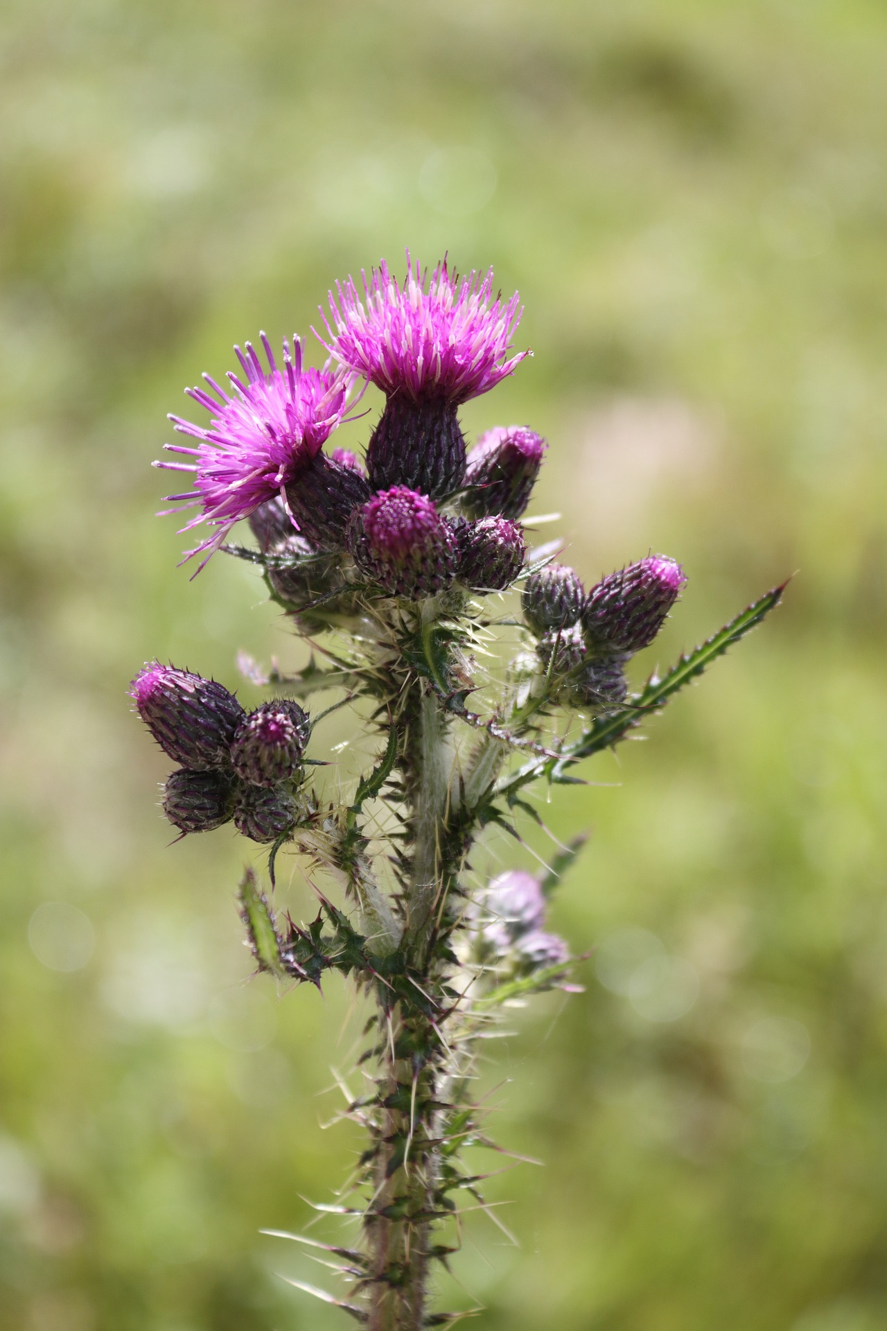 thistle-5374356_1920.jpg
