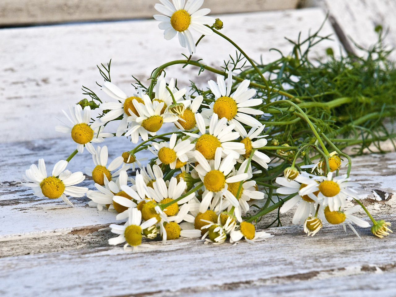chamomile-1589449_1920.jpg