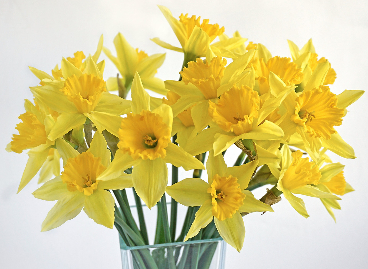 daffodils-1236487_1920.jpg