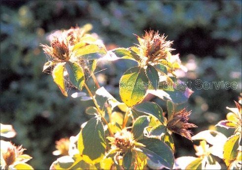 삽주 백출 국립수목원 (2).jpg