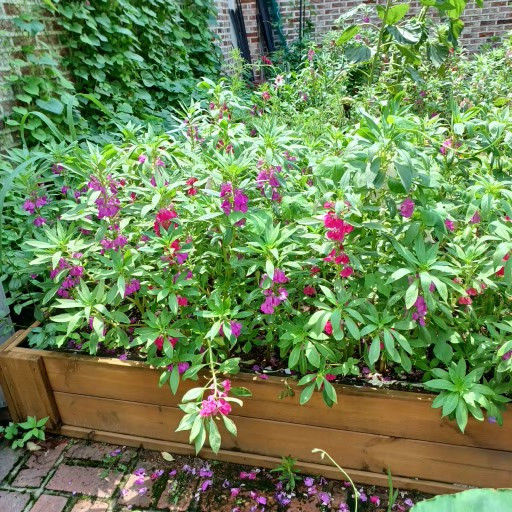 12단지 유치원 칸나, 봉선화, 계오등 038.jpg