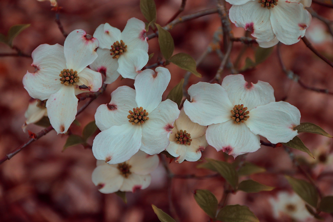 dogwood-7973063_1920.jpg