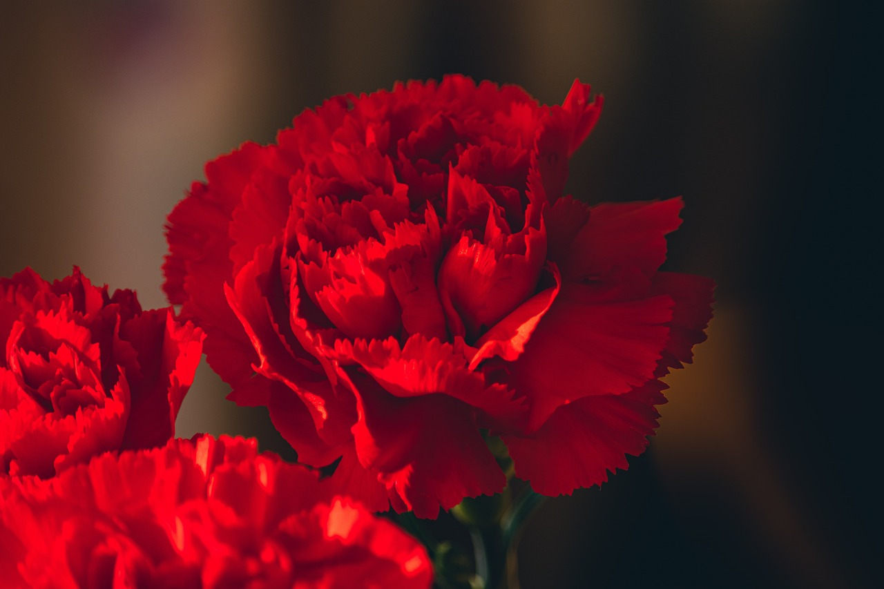 carnations-6292136_1280.jpg