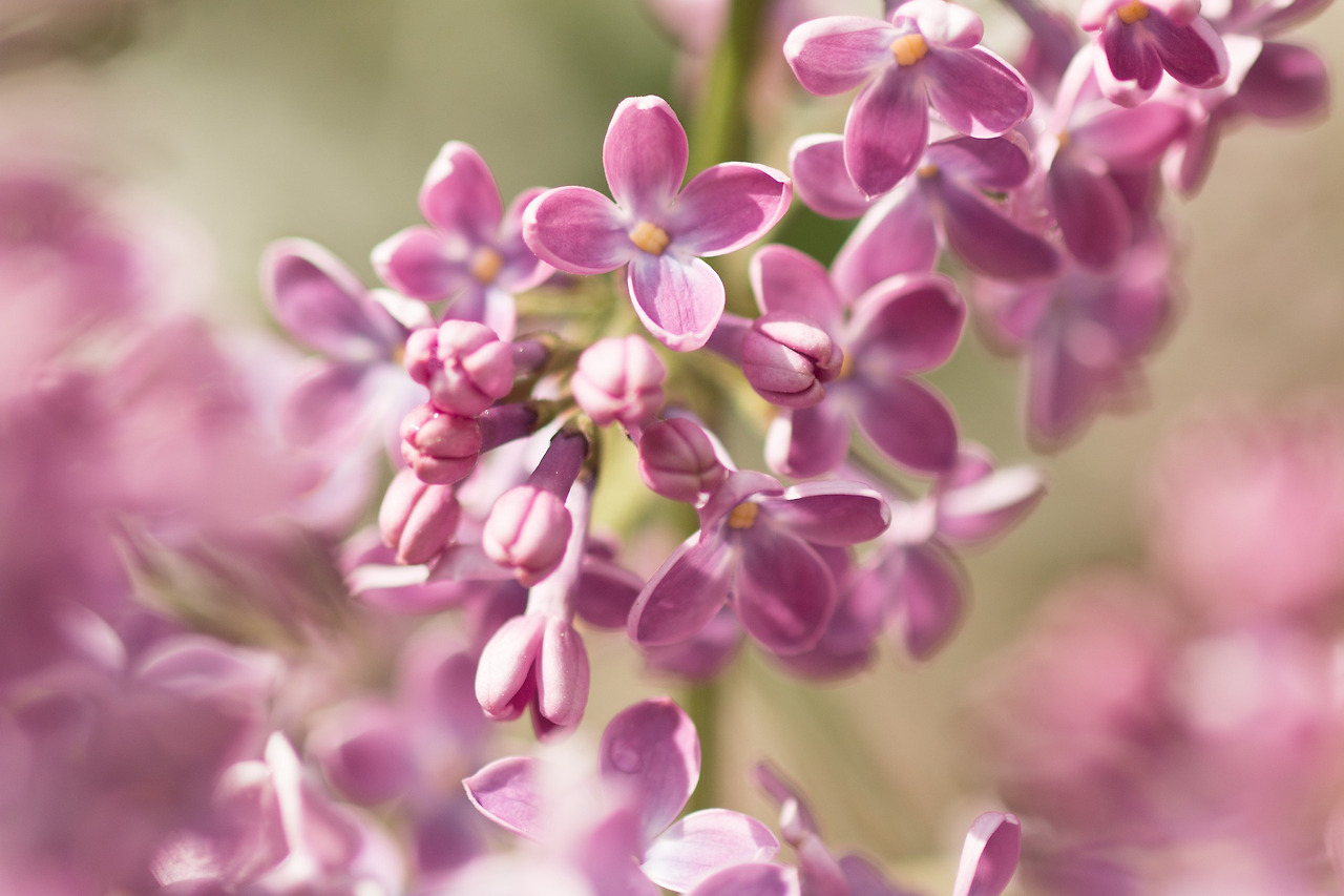 lilac-flowers-765451_1920.jpg