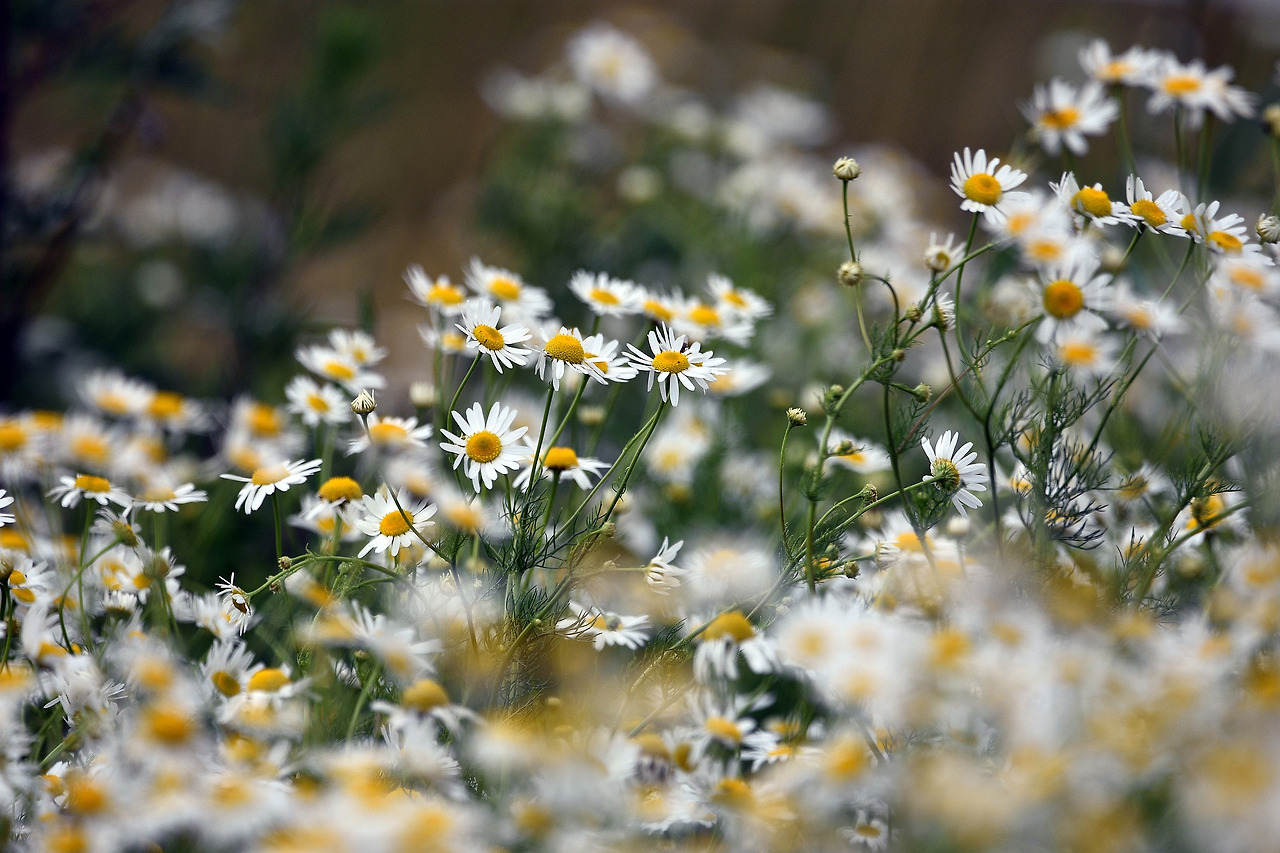 chamomile-5360418_1920.jpg