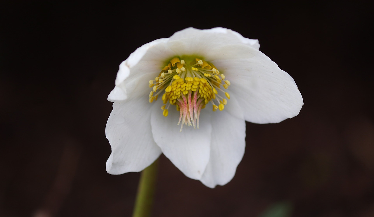 anemone-blanda-4905248_1920.jpg