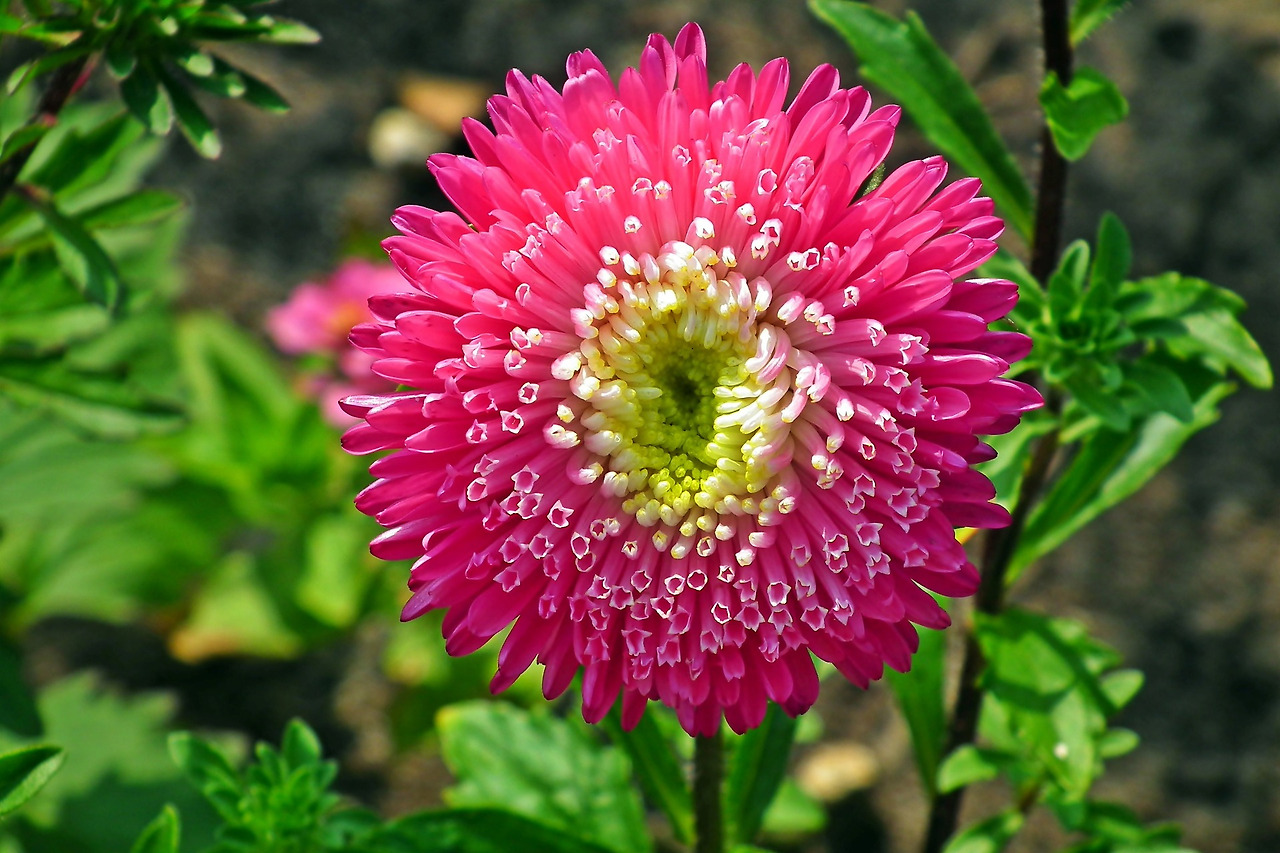 asters-3961353_1920.jpg