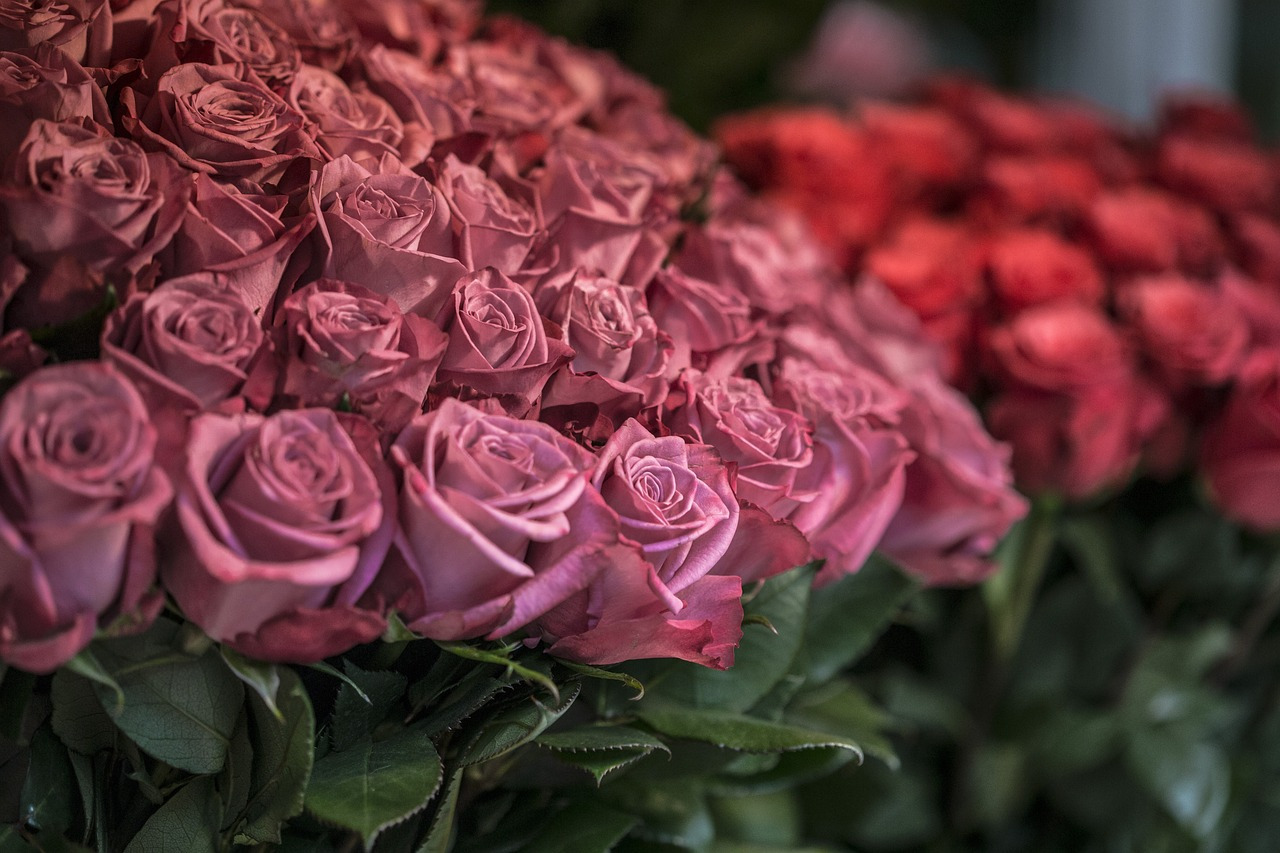 roses-1261013_1280.jpg