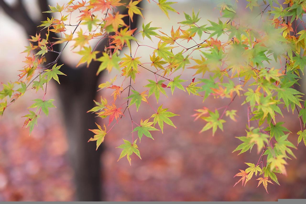 autumn-leaves-6890302_1920.jpg