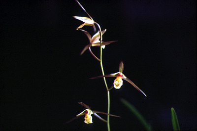 제주 한란, 제주도  (3).jpg