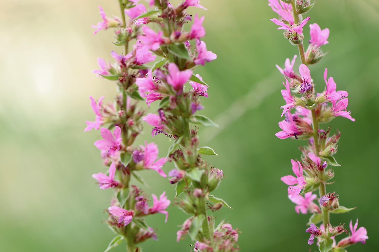 loosestrife-4412534_1920.jpg