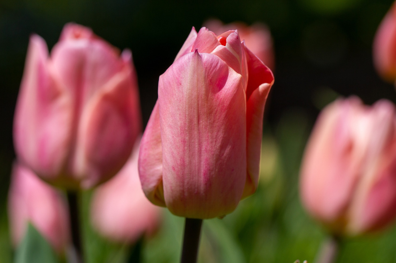 tulip-7179561_1920 (1).jpg