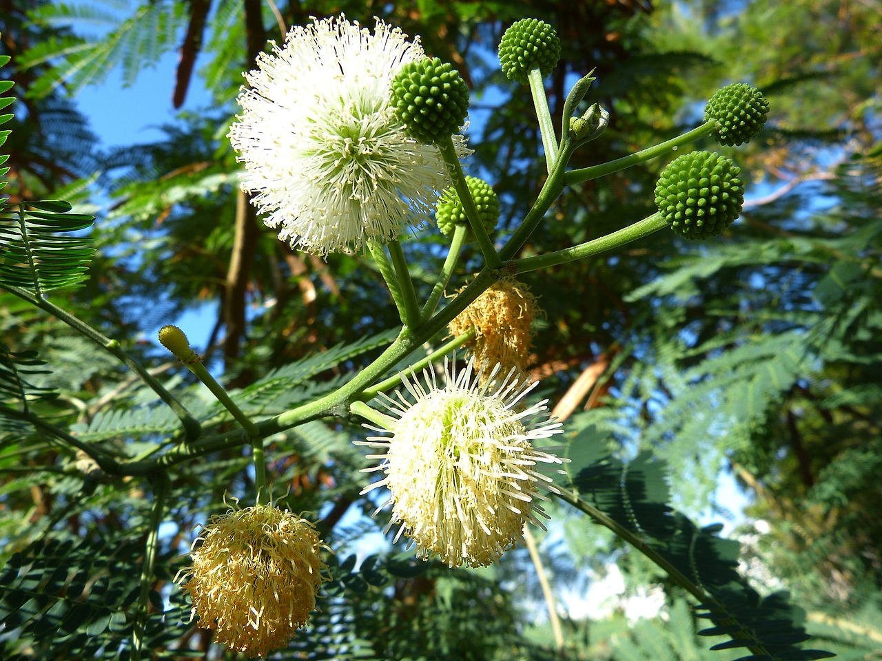mimosa-65266_1920.jpg