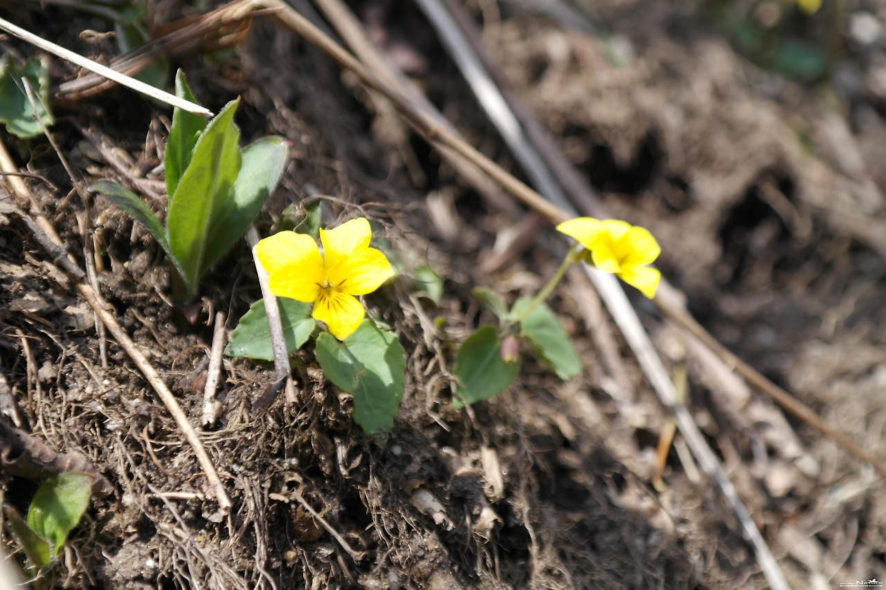 ib58_1023_i2 국립수목원 국가생물종지식정보.jpg