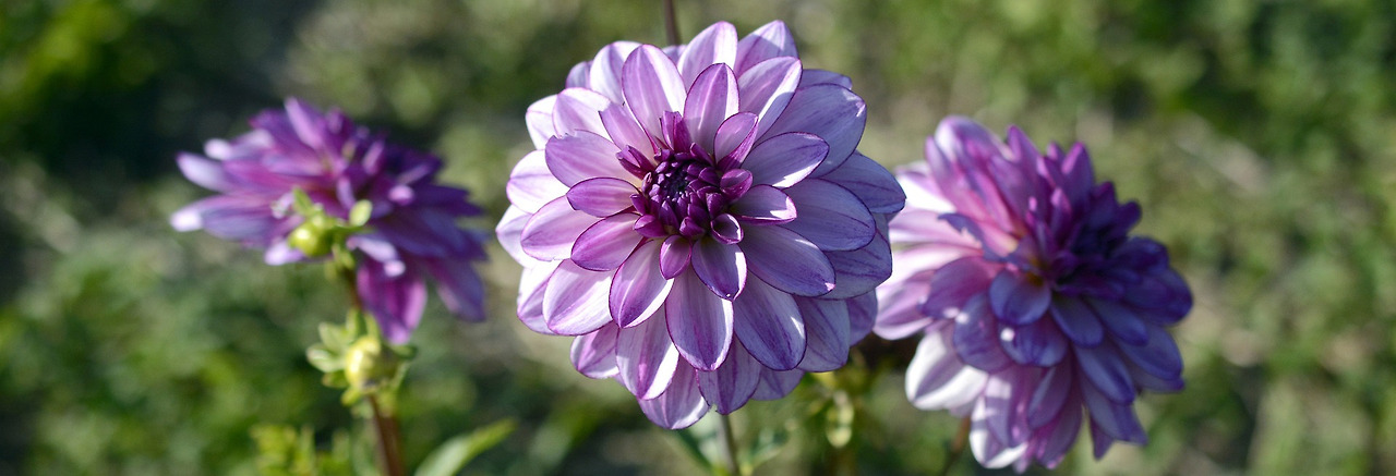 dahlia-1706411_1920.jpg