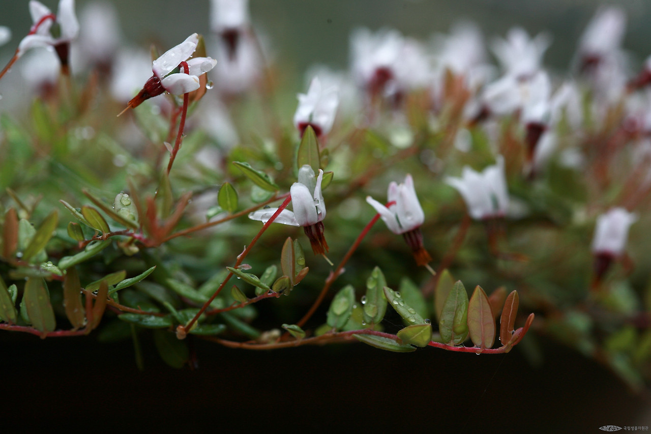 ia40_691_i2 사진 출처 국립생물자원관 생물다양성정보.jpg