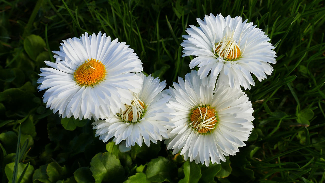 daisies-4030560_1920.jpg