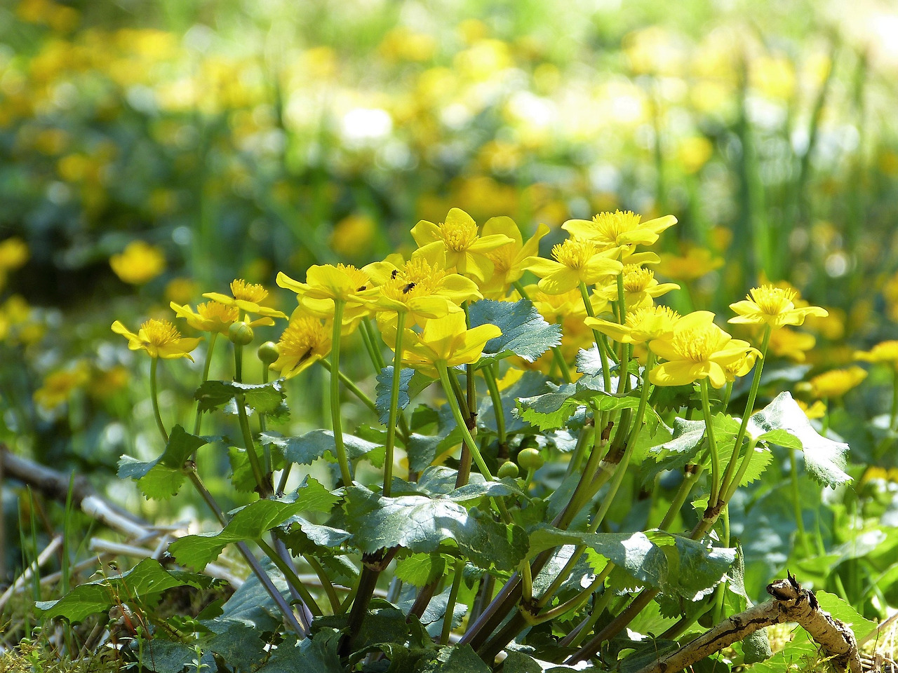 marsh-marigold-6196820_1920.jpg