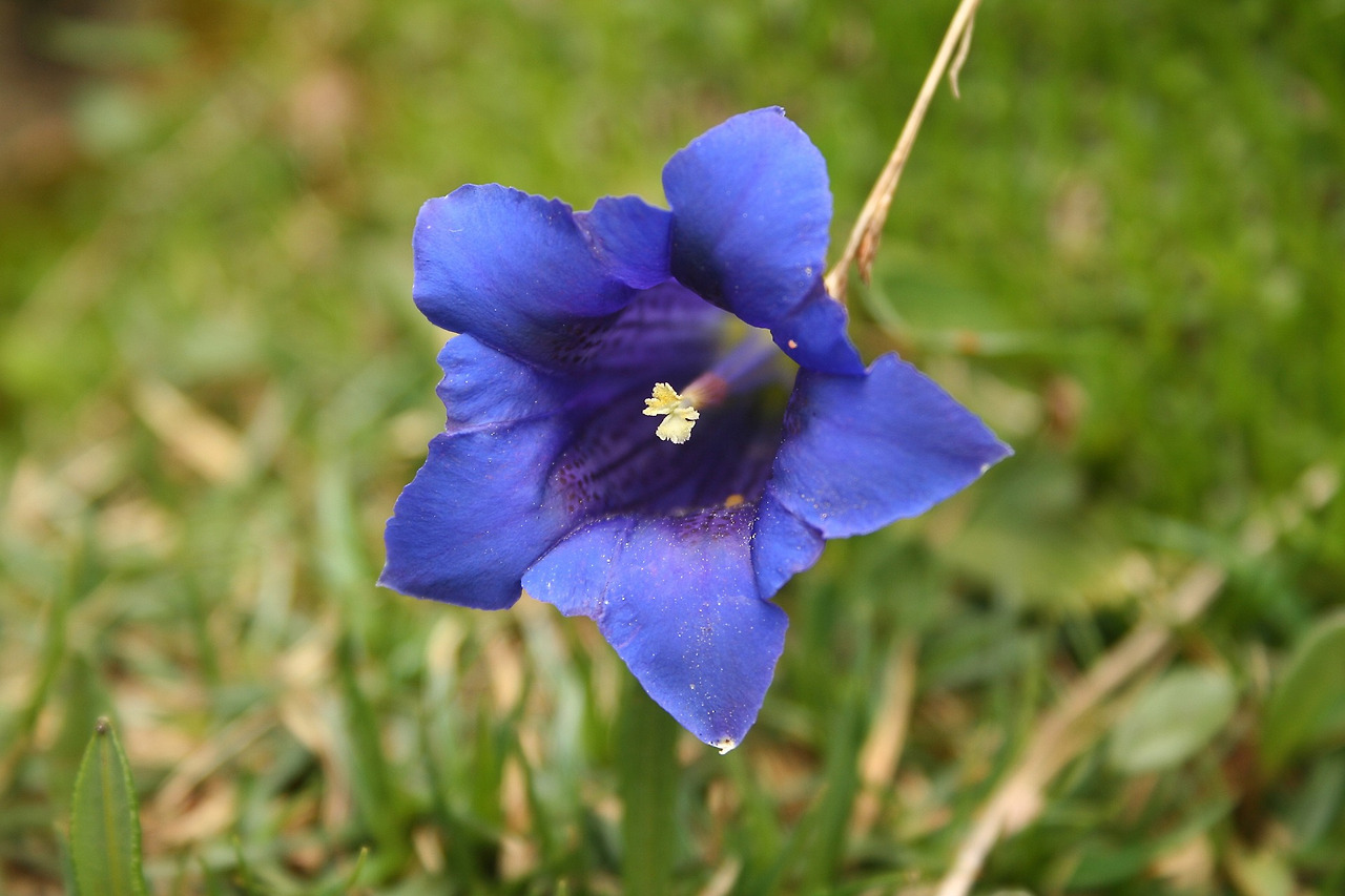 gentian-1173746_1920.jpg