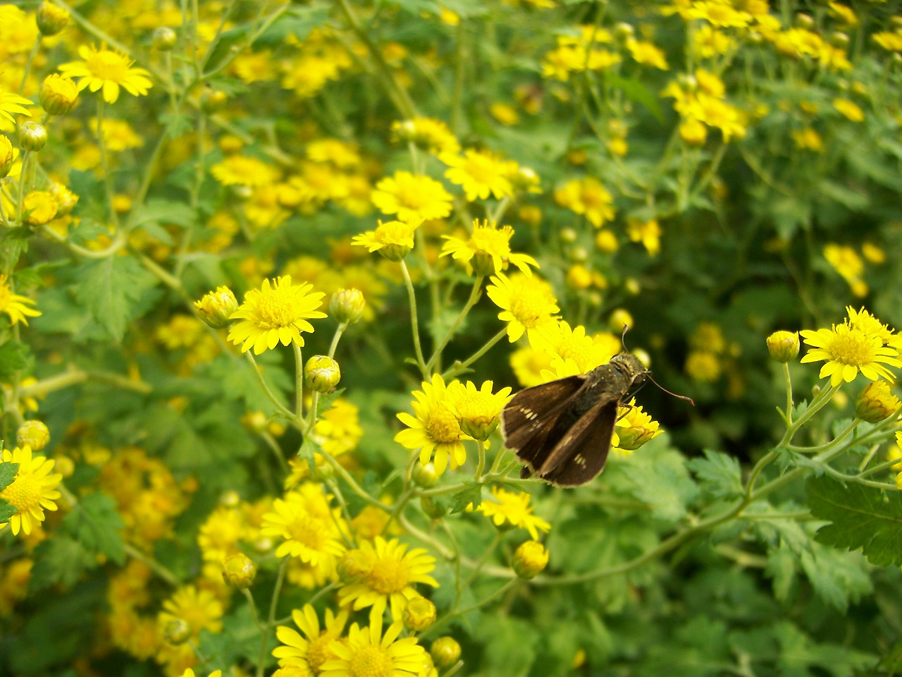 0 가가 금잔화와 나비.jpg