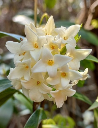 다운로드 백서향.jpg