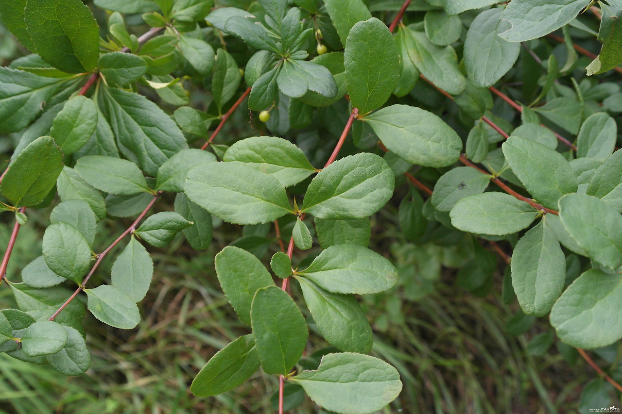 국립수목원 국가생물종지식정보  식물.jpg