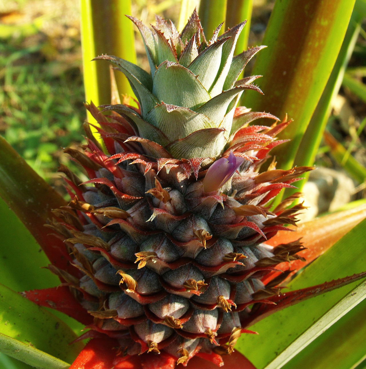 pineapple-174393_1920.jpg