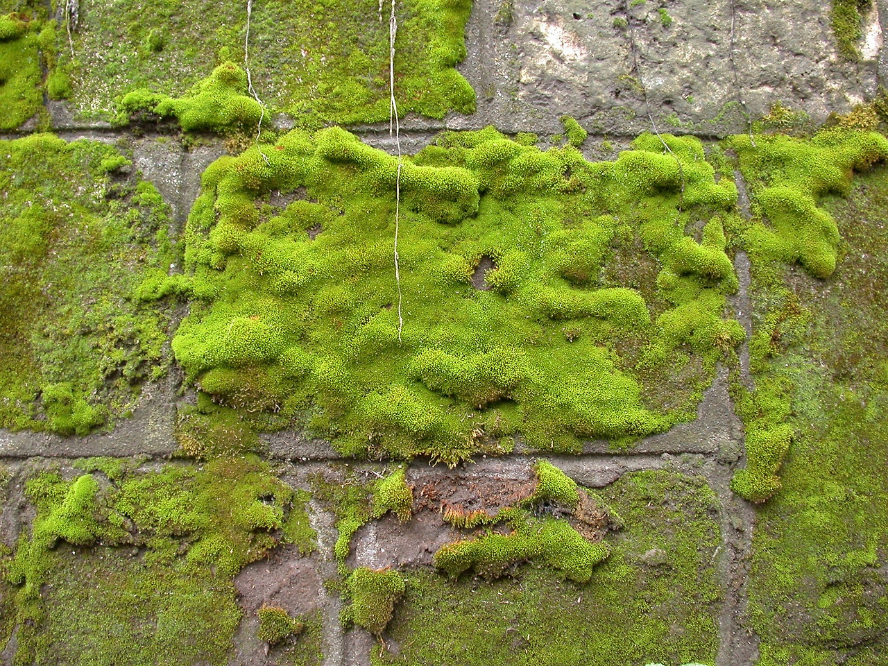 moss-457387_1920.jpg