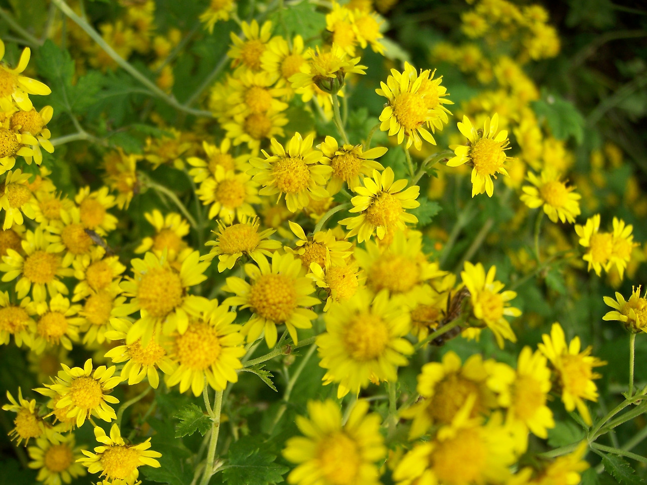 0 가가 금잔화6.jpg