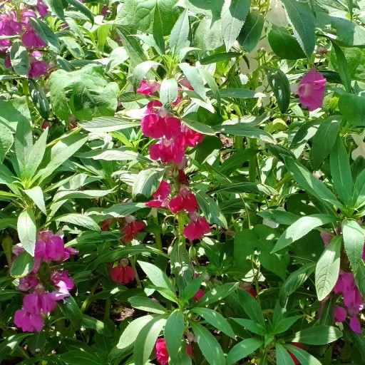 12단지 유치원 칸나, 봉선화, 계오등 039.jpg