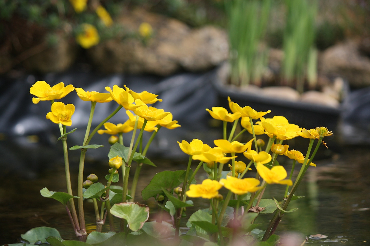 marsh-marigold-7128554_1920.jpg
