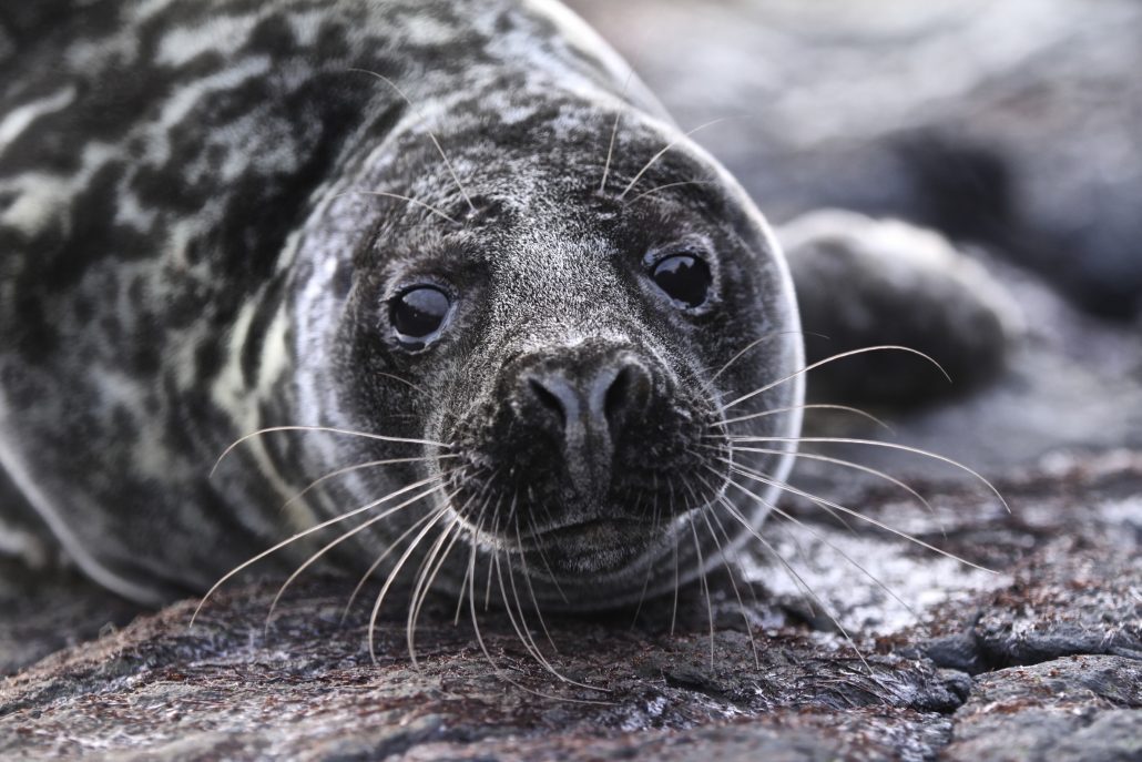 Seal-hanging-around-in-Lysefjord-1030x687.jpg