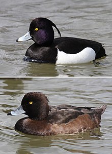 220px-Tufted-Duck-male-female.jpg
