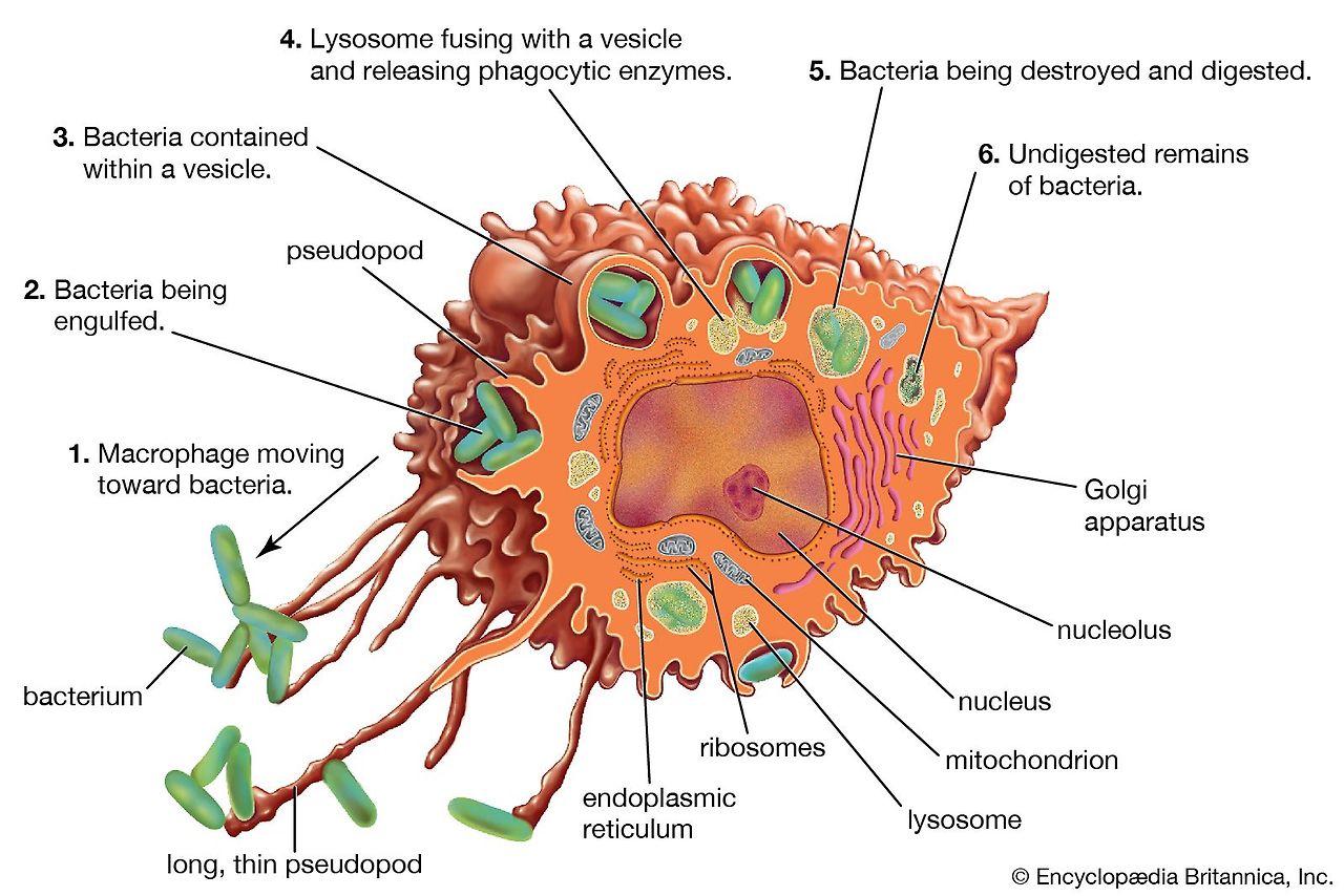 Macrophages-components-immune-system-bacteria-particles.jpg