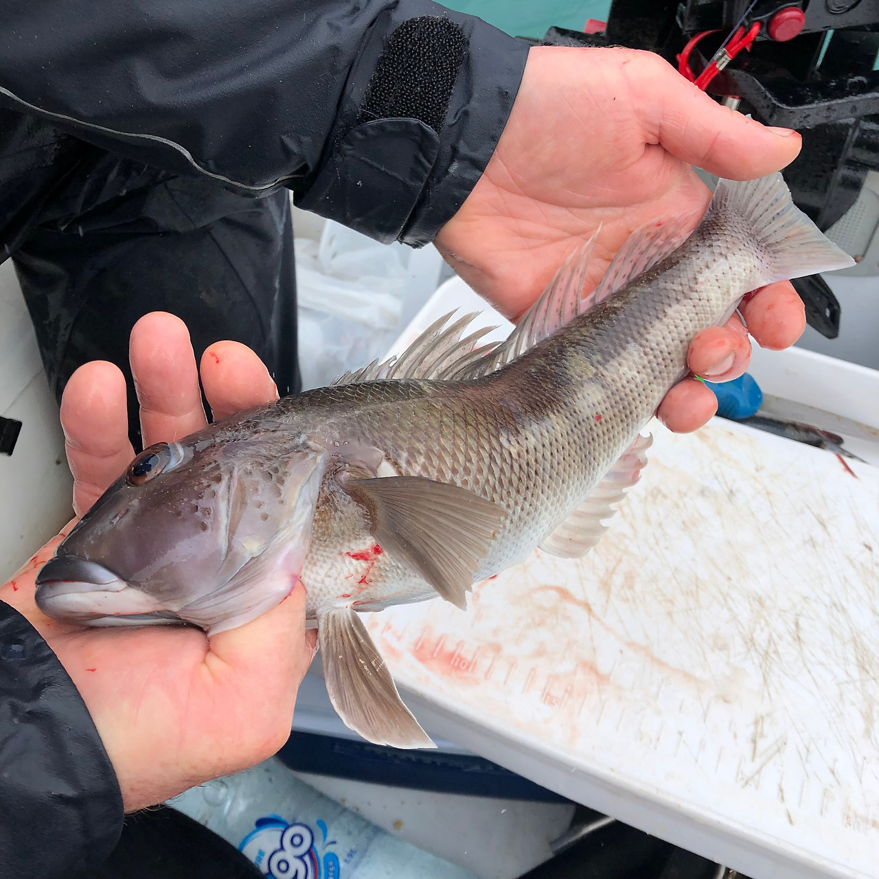 물고기 잡은거.jpg