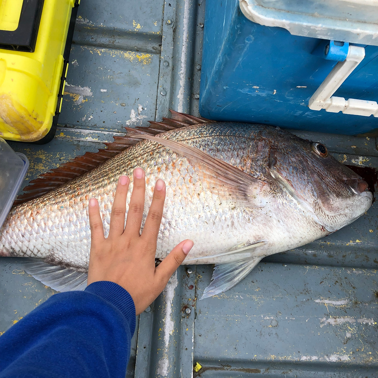 손보다 큰 생선.jpg