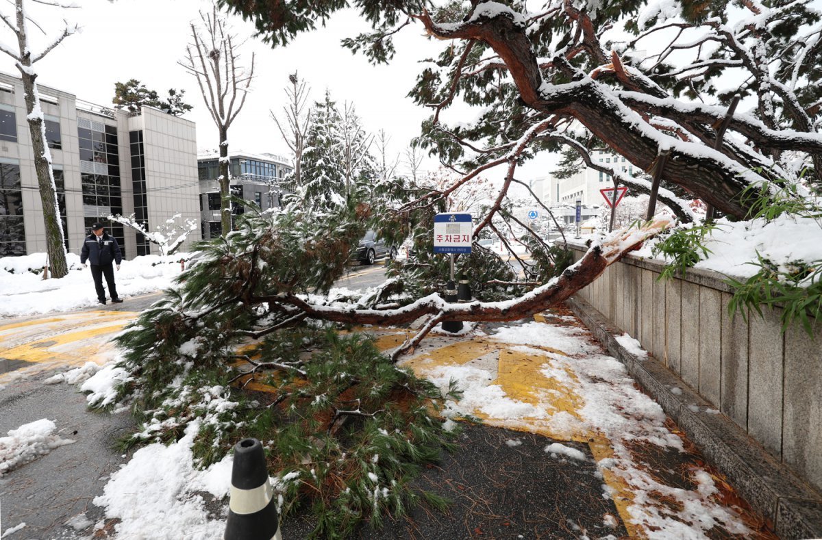 부러진 나무(뉴시스).jpg