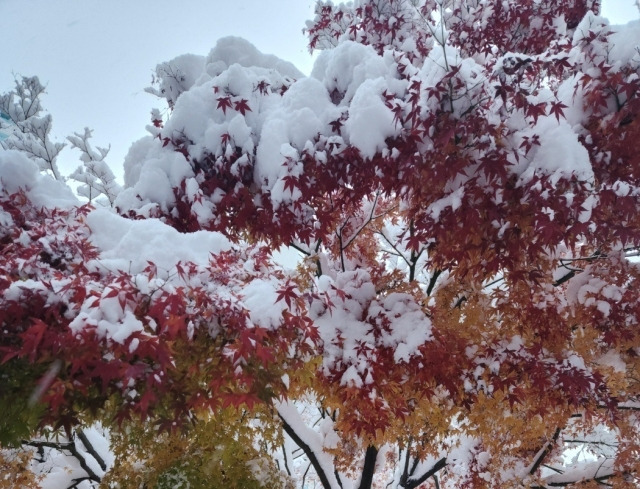 눈단풍(국민일보).jpg