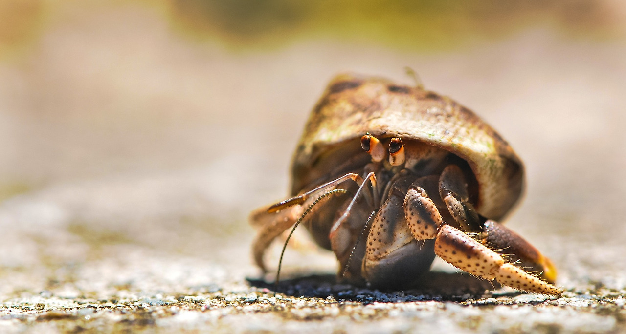 crab-601276_1920.jpg