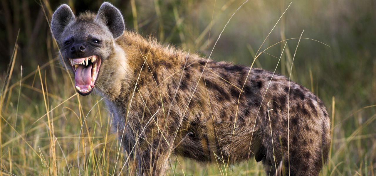 Hyena-Main-1280x600.jpg