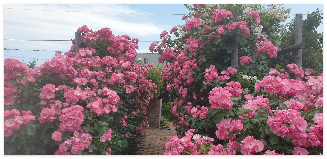 일본 장미 정원9.jpg