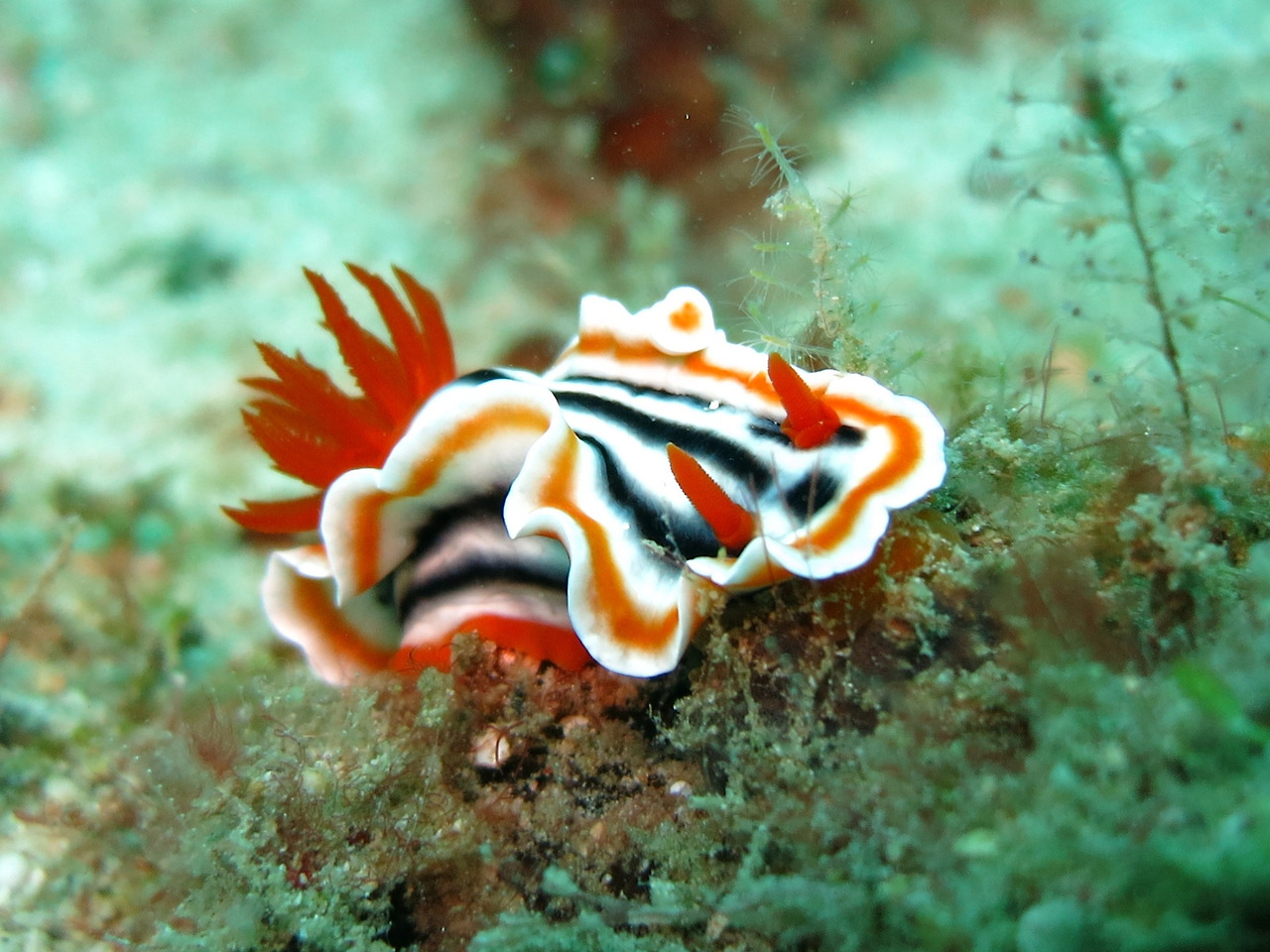 nudibranch-1537993_1920.jpg