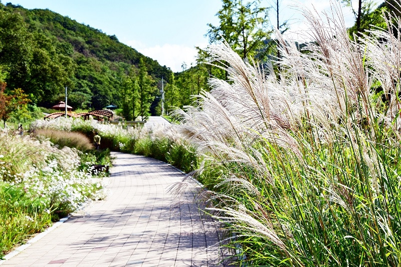 율곡수목원 억새길.jpg