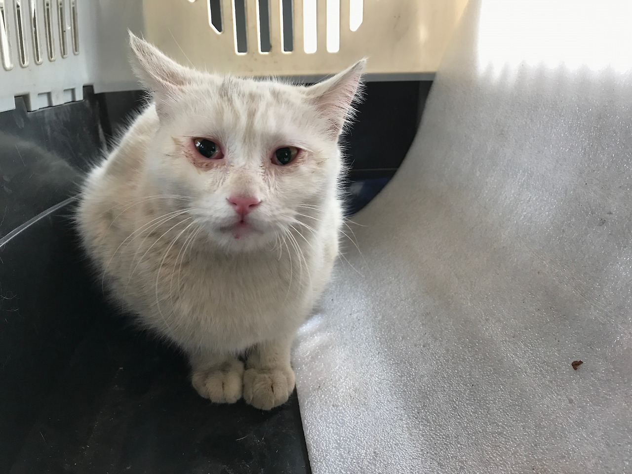 2020-03-26 12.45.15.jpg