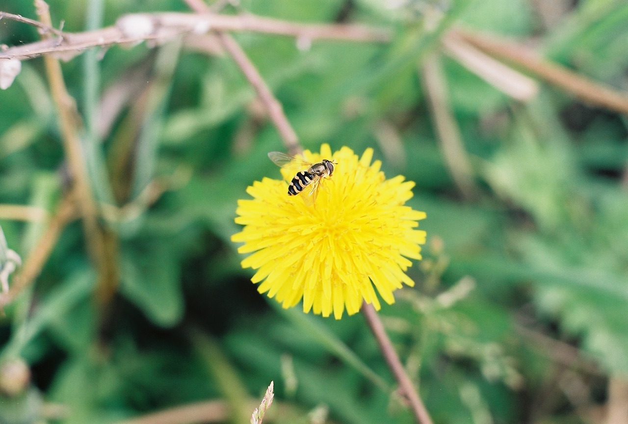 꽃에 앉은 벌2.jpg