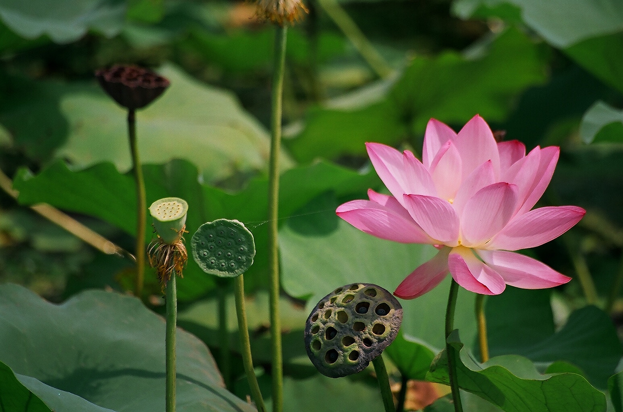 언젠간 청춘은 지날텐데.jpg