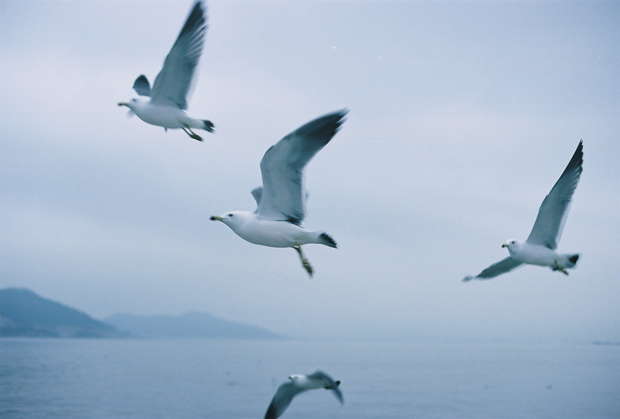 강화도 배위로 나는 갈매기.jpg