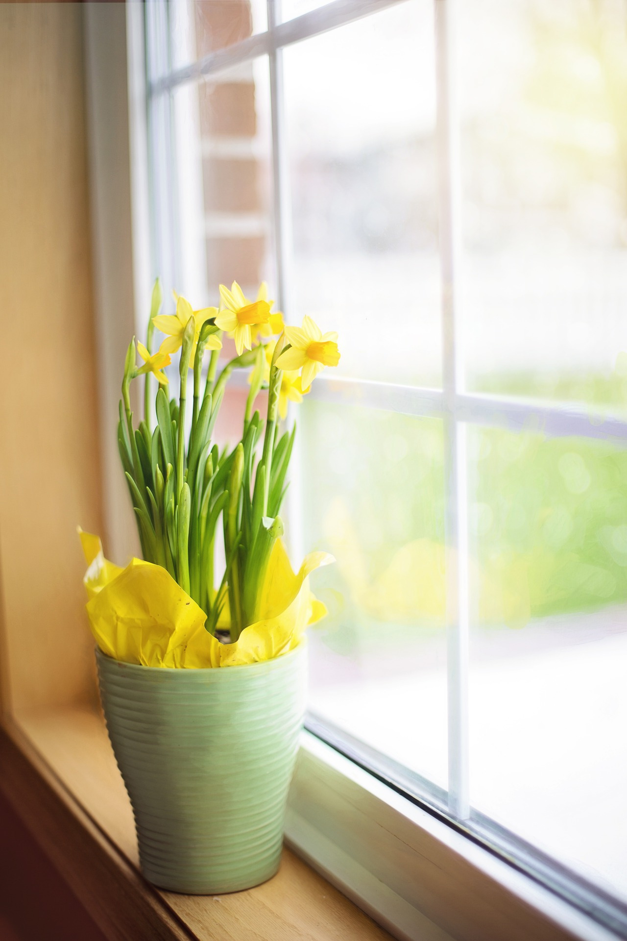 daffodils-gda4bae486_1920.jpg